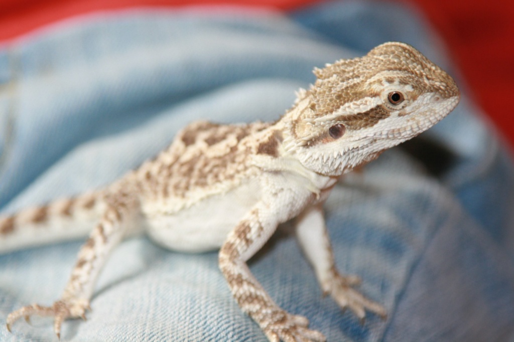 Streifenköpfige Bartagame oder Farbbartagame Pogona vitticeps 9 Monate - Echsen - Durchhausen