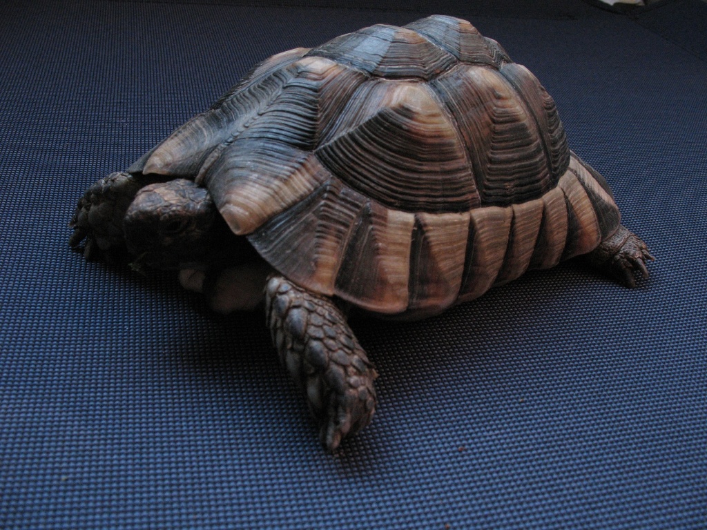 Europ. Breitrandschildkröte Testudo Marginata - Schildkroeten - Paderborn