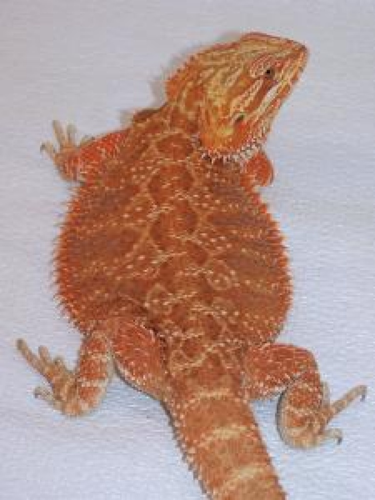 Red Cawley Bartagamen Zucht Pärchen DNZ 09 - Bartagame - Donauwörth