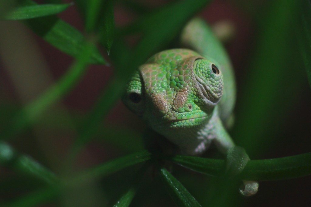Zweihornchamäleon - Kinyongia multituberculata - Chamaeleon - Jetzendorf