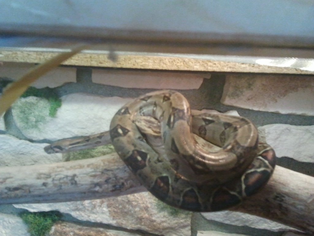 4 Boa constrictor imperator - Schlangen - Tettnang