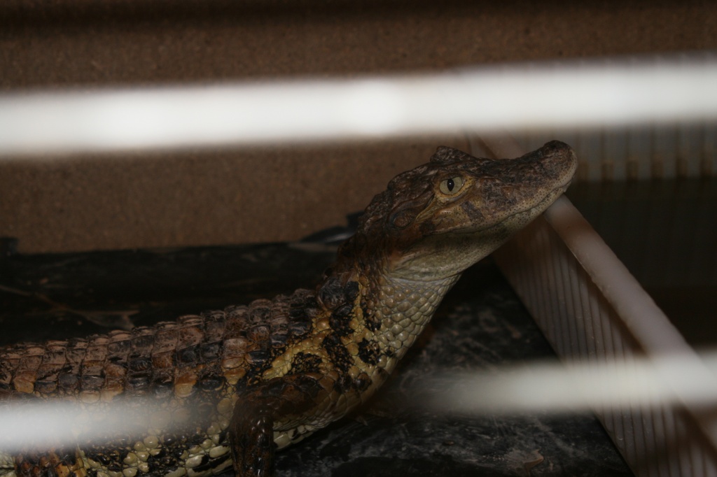 Caiman Latirostris(Breitschnauzenkaiman) 1,1 - Kaiman - berlin/schönefeld