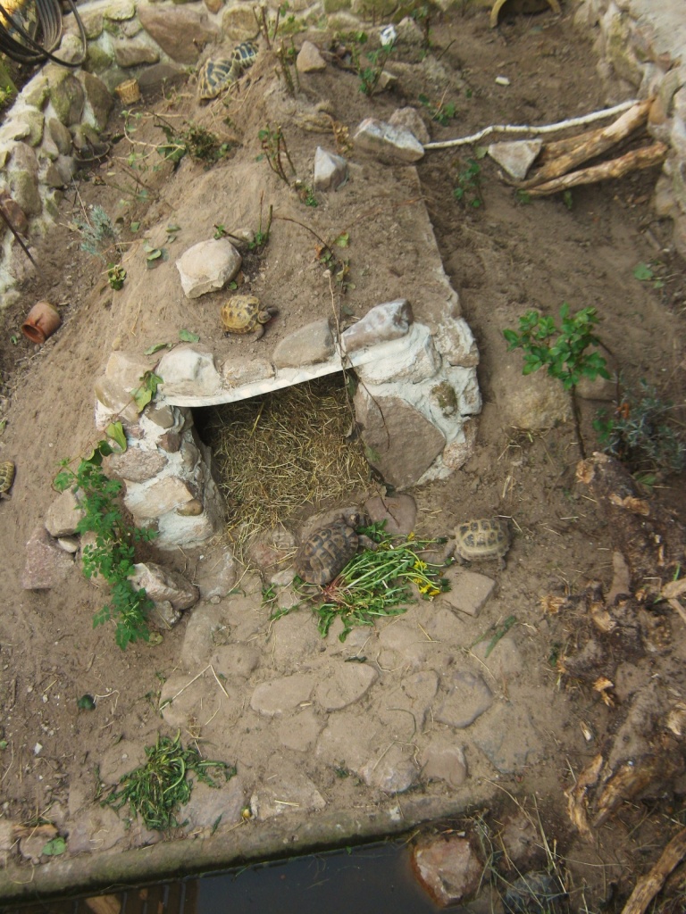 Gesucht europ. Landschildkröte für neue Gruppe - Schildkroeten - Hilgermissen