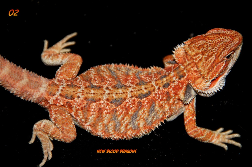 Multicolour , Leatherback Farbbartagamen - Bartagame - Mönchengladbach
