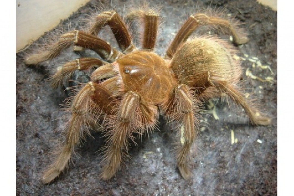 Tausche Theraphosa apophysis Zuchtpaar u. Schlangen,Top!!! - Schlangen - Saarland