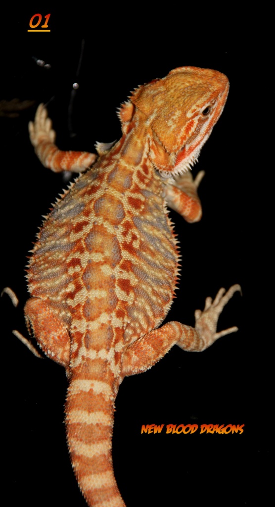 Farbbartagamen Multicolour, Leatherbacks, Hypos - Echsen - Mönchengladbach