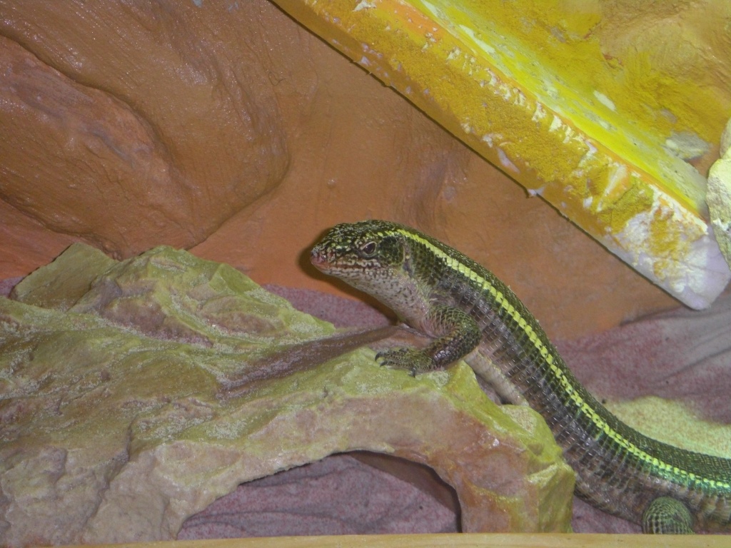 3 Felsenschildechsen mit Terrarium - Echsen - Niederkassel