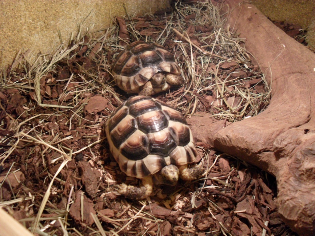 Ich VERKAUFE zwei SÜßE Breitbandschildkröten mit Terrarium + Zubehör !!! - Schildkroeten - Lichtenberg Erzgebirge