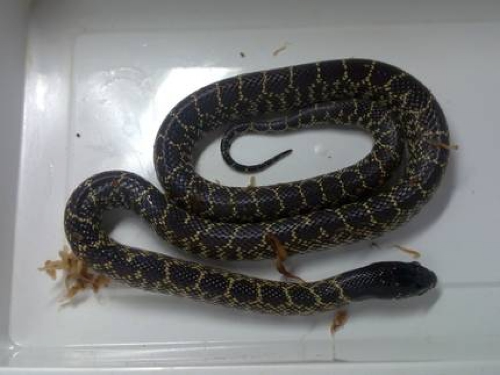 Dieverse Nattern / Boas / Köpis abzugeben - Schlangen - Seevetal