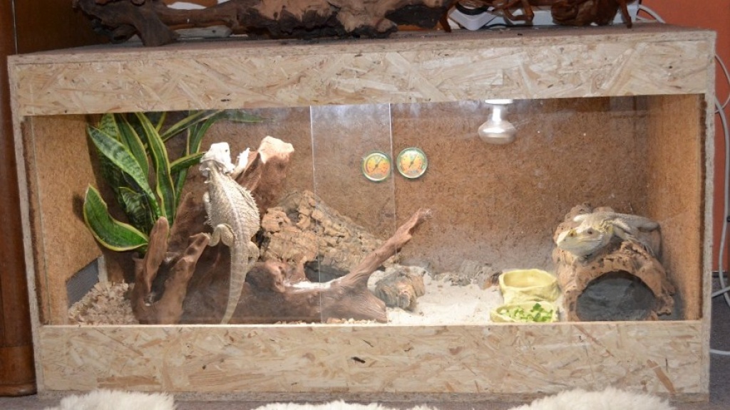 Bartagamen Pärchen inkl. 100x50x50 OSB Terrarium mit Zubehör - Bartagame - Dresden
