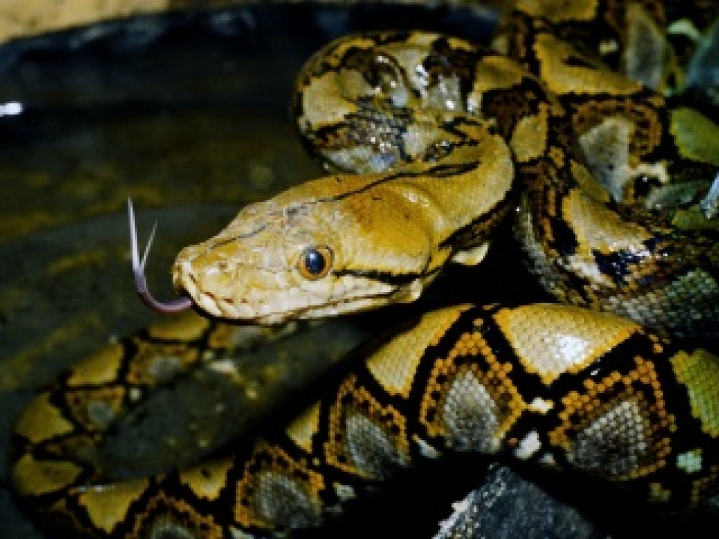 Suche Netzpythons bitte alles Anbieten !!!!!!! - Schlangen - Wuppertal