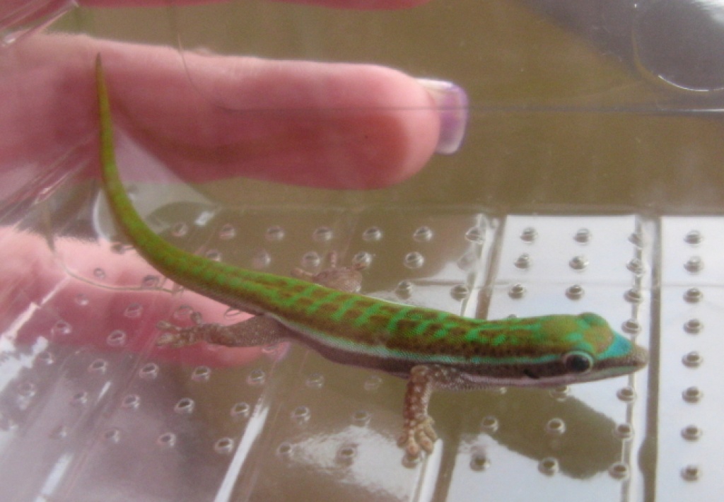 Blauschwanz Taggecko (Phelsuma cepediana) - Gecko - Wetter Ruhr