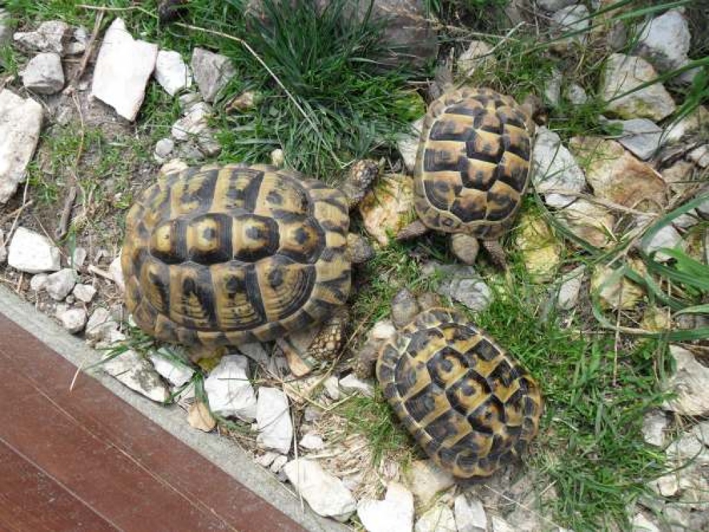 Gruppe 1,2 Griechische Landschildkröten (Thb) - Schildkroeten - Wolfenbüttel