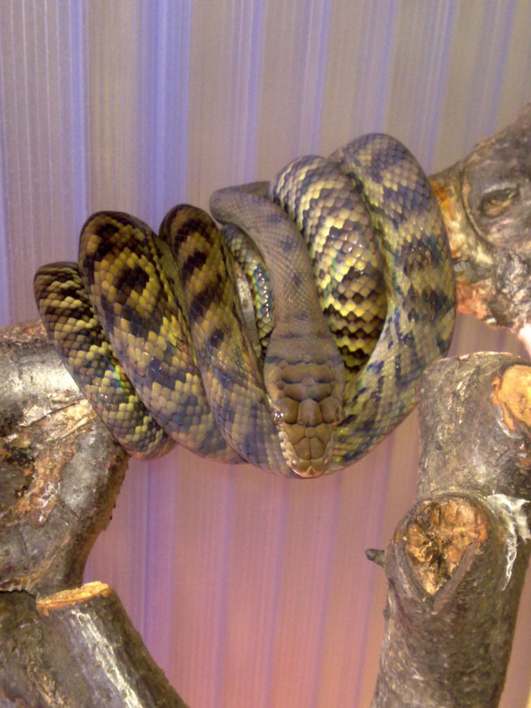 Kornnattern(Snow-&Nominat) /Schönnattern/ Amethystpythons/ Boa c. constrictor - Schlangen - Schöneck Vogtland