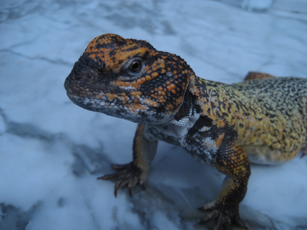 Uromastyx acanthinura - Echsen - hamburg