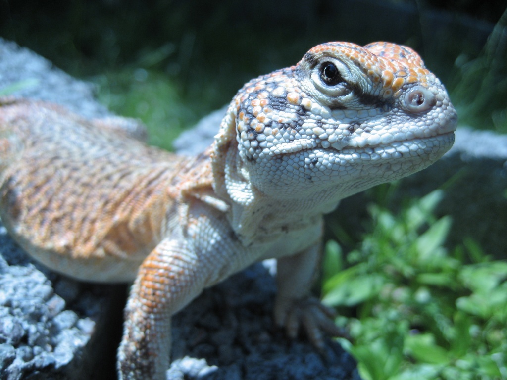 Uromastyx acanthinura - Echsen - Hamburg