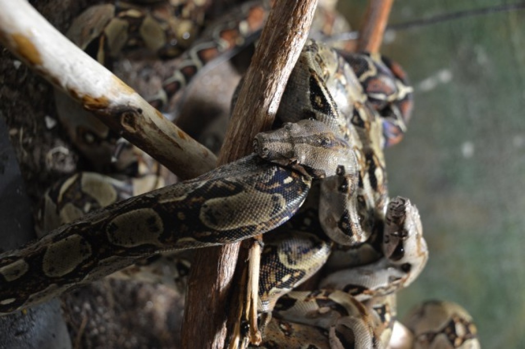 Boa constrictor imperator   dringend abzugeben von Mai 2021 - Schlangen - Suhl