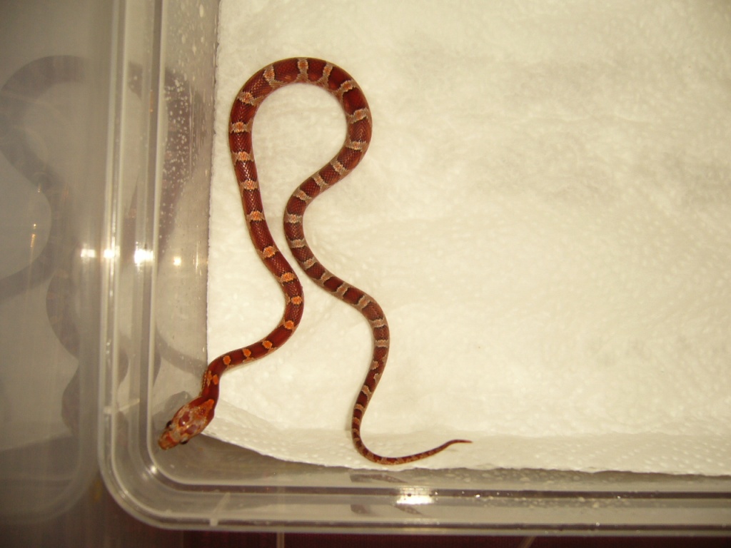 Hypo Bloodred poss het Amelanistic Kornnatter - Schlangen - Langenselbold
