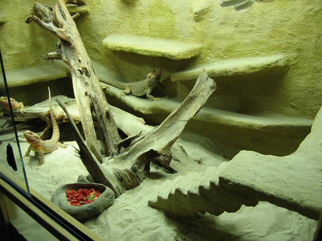 Komplettterarium 150x80x80 mit 3 Bartagmen - Terrarien - Pfalzgrafenweiler