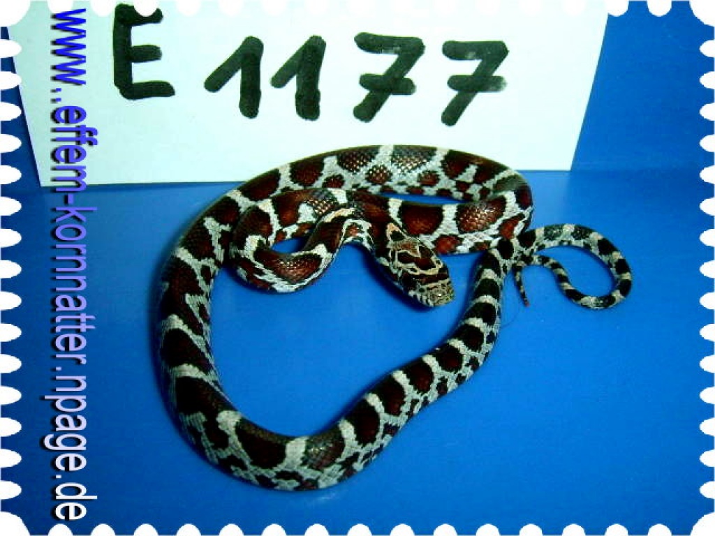 Anerythristic Typ B - Charcoral / Miami-Phase / Miami / Snow / Fluorecent-Orange - Schlangen - Genthin