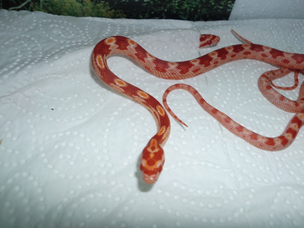 Kornnatter Nachzucht 2021 Amelanistic het. Anery Striped - Schlangen - Eberbach