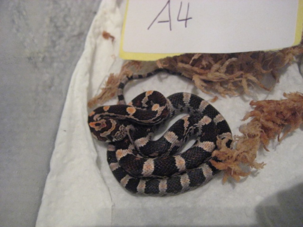 Kornnatter ENZ11 - Schlangen - Metzingen