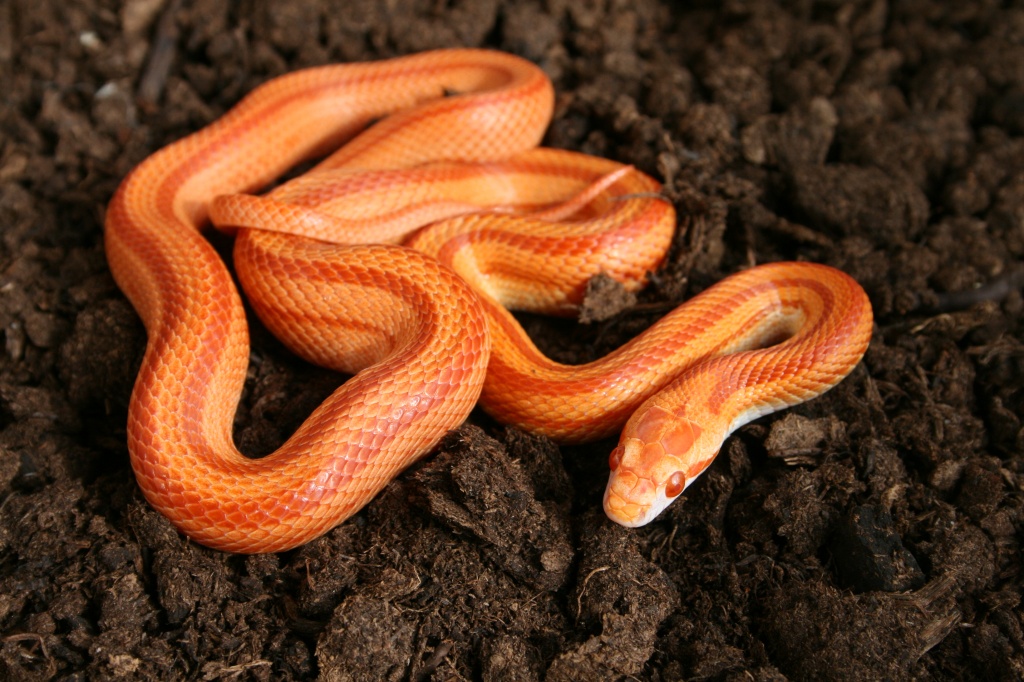 Kornnatter Abzugeben - Schlangen - Feucht