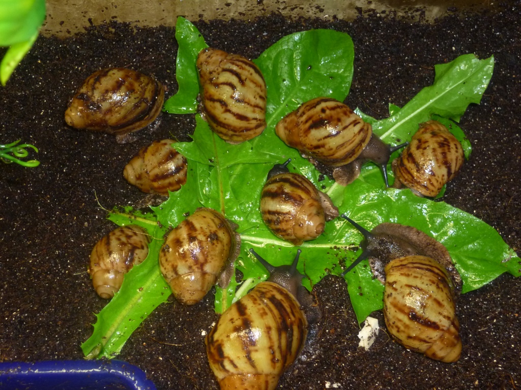 Arachatina marginata Afrikanische Riesenschnecken - Sonstige Reptilien - Morsbach