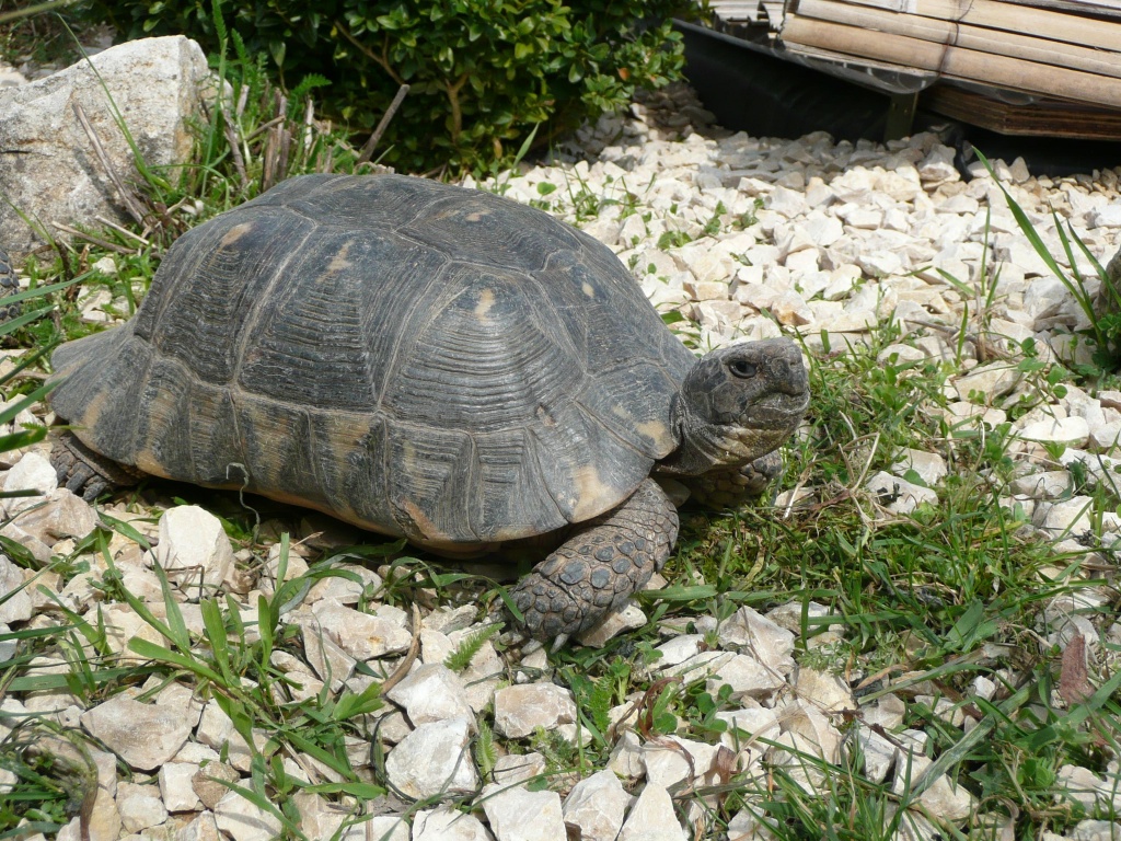 Griechische Breitrandschildkröten - Schildkroeten - Pfaffenhofen an der Roth