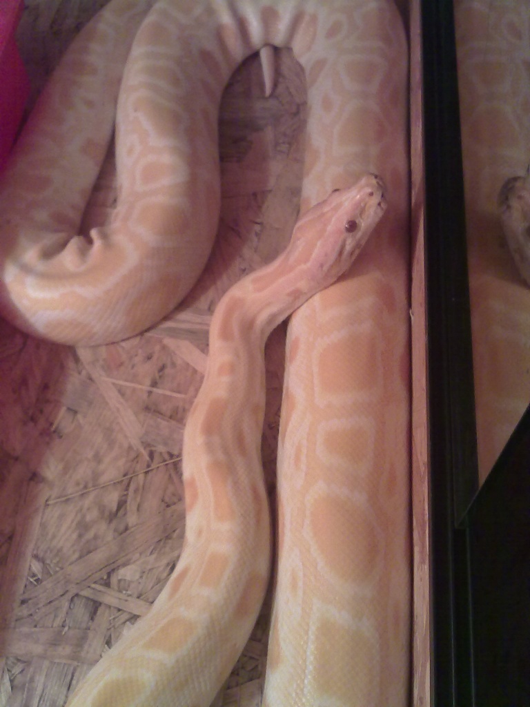 Albino Tiger Dame mit Papieren - Schlangen - Muhr am See