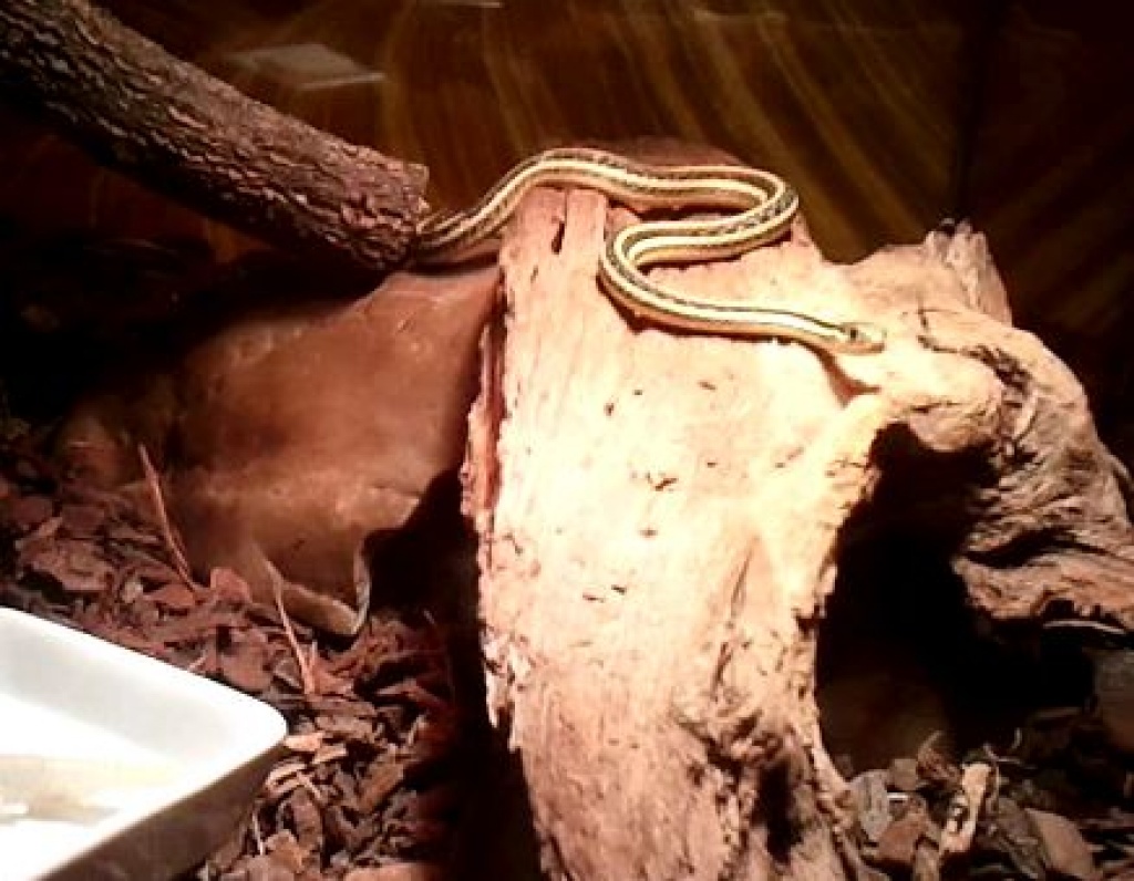 Strumpfbandnatter inkl. Terrarium und Zubehör - Schlangen - Frankfurt am Main