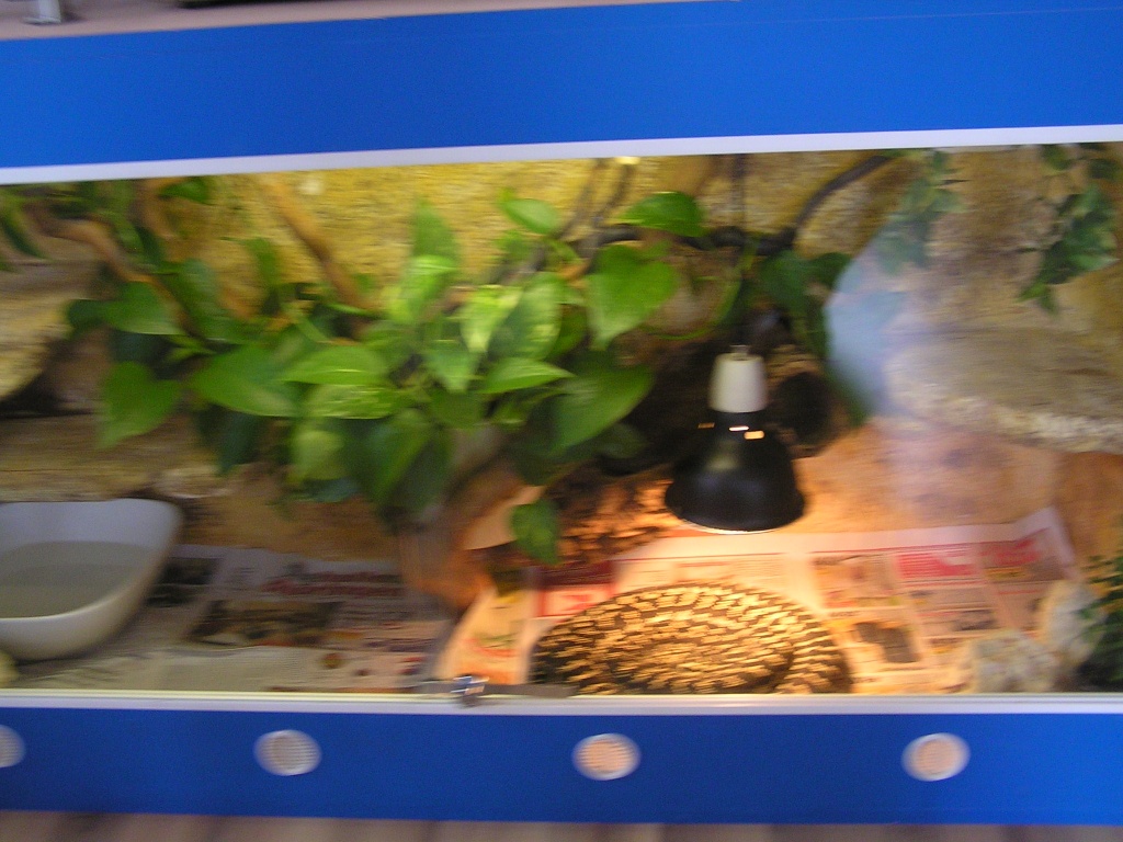 Seltenheit !!!! Diamanz-Teppichpythonmix incl. Terrarium - Schlangen - Döllstädt