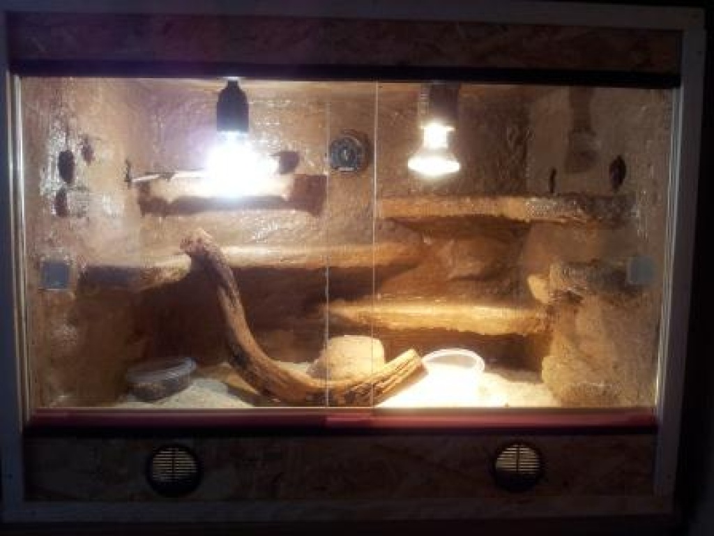 1 Bartagam mit Terrarium/Felsoptik/Epoxidharzbeschichtung - Bartagame - Stein Neukirch