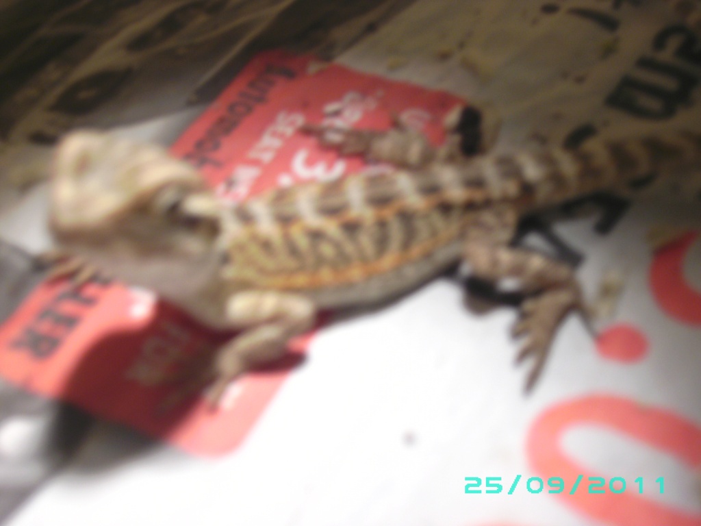 Farbbartagamenbabys in rot/orange und gelb abzugeben - Bartagame - Leipzig