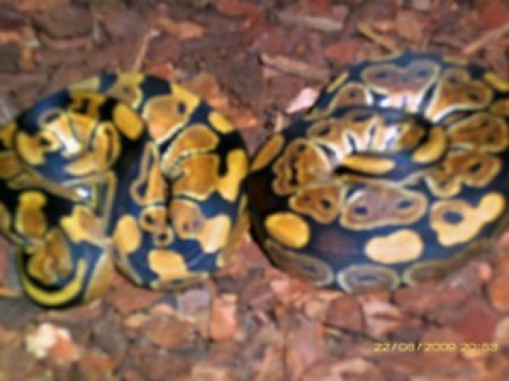 Verkaufe 1,2 Python regius und 1,2 Morelia spilota macdowelli - Schlangen - Düsseldorf