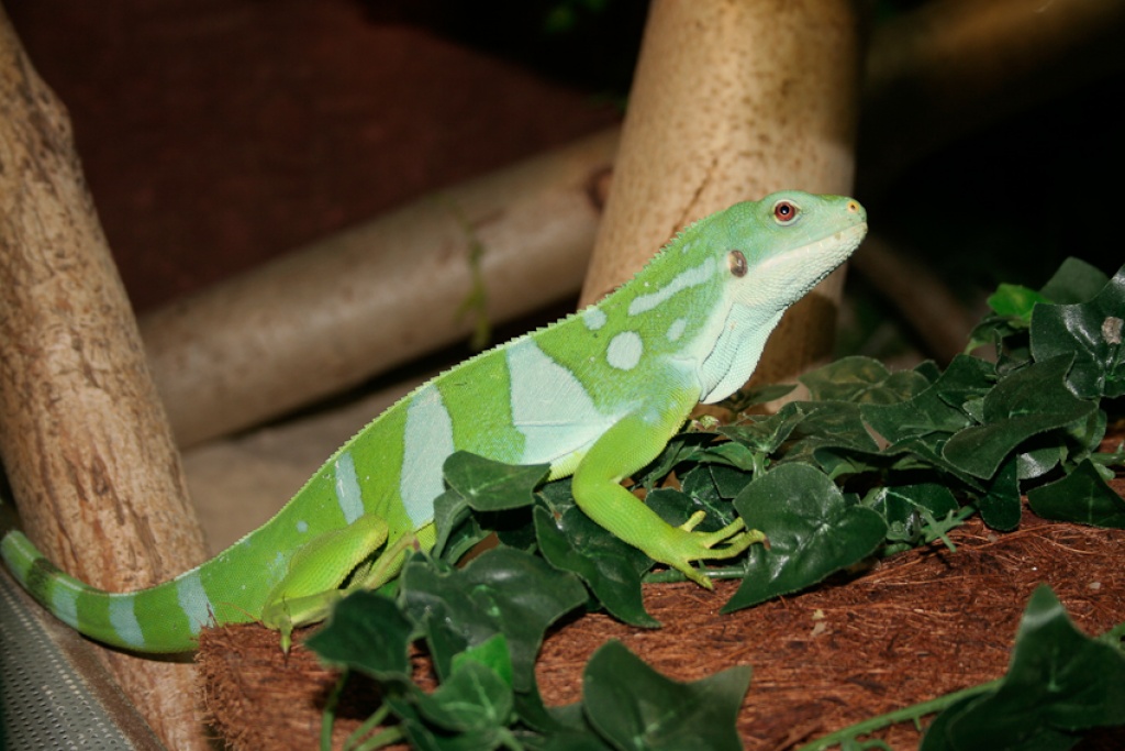Fidschi Leguan Zuchtpaar abzugeben! - Leguan - Koblach
