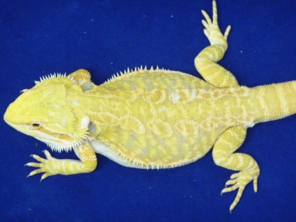 Junge Farbbartagamen - Bartagame - Erfurt