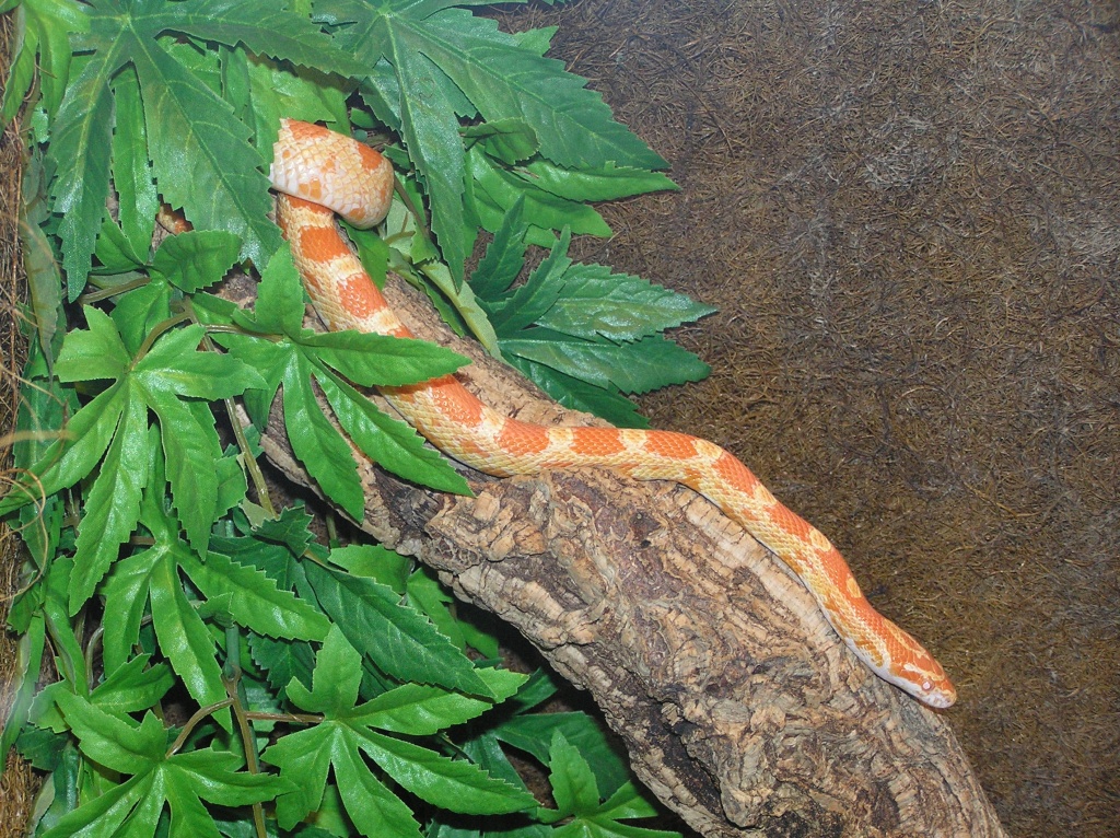 1,0 Kornnatter Creamsicle Bock adult NZ07 abzugeben (Pantherophis guttatus) - Schlangen - Hiddenhausen