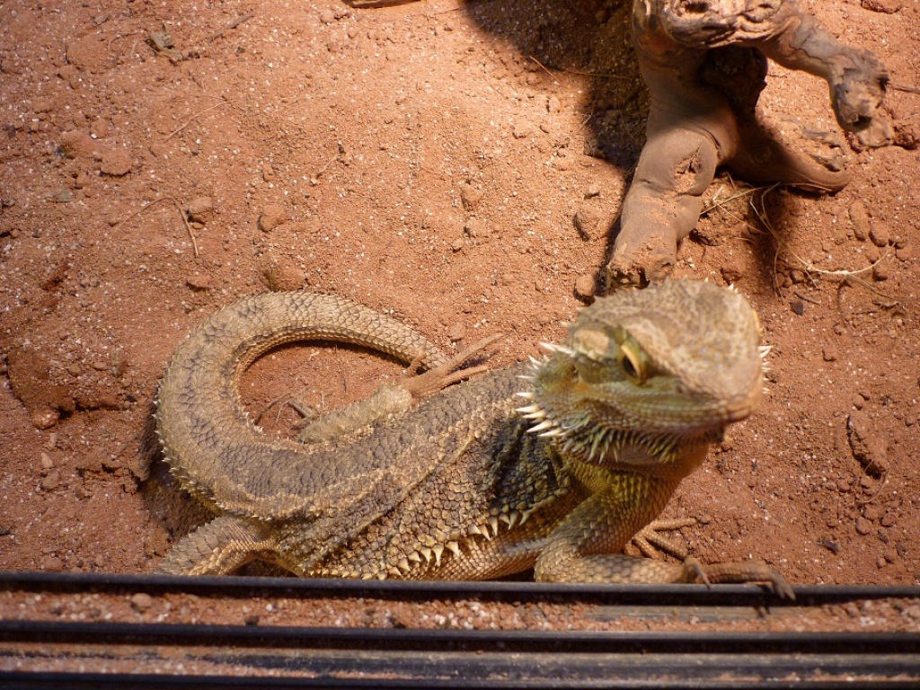 Bartagame mit Terrarium abzugeben! - Echsen - Lübeck