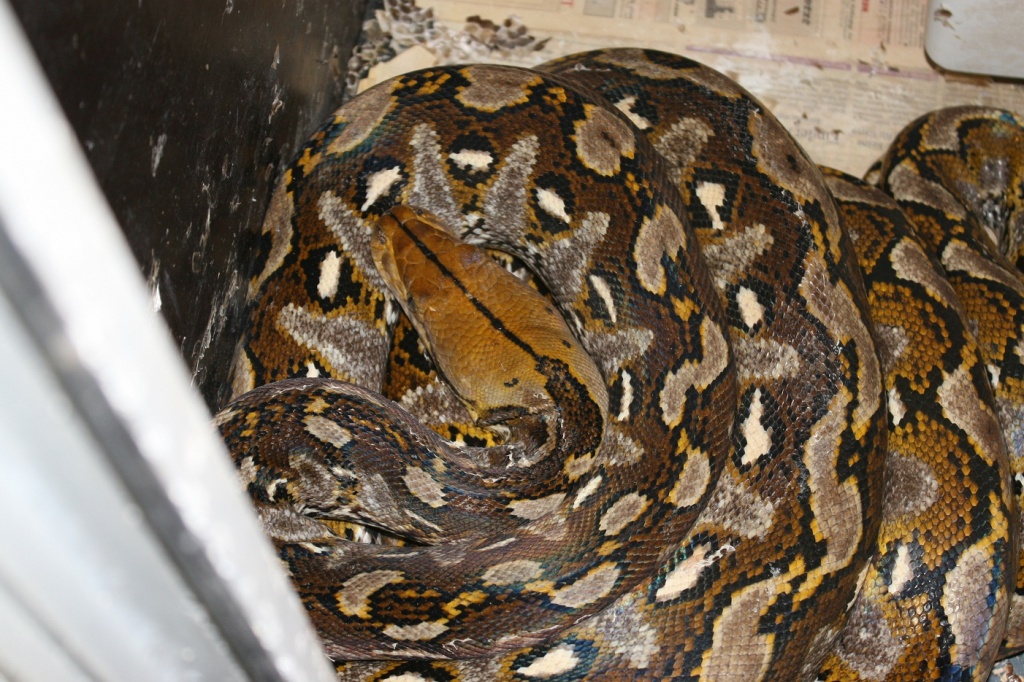 Python reticulatus Makassar 0,1 - Schlangen - berlin