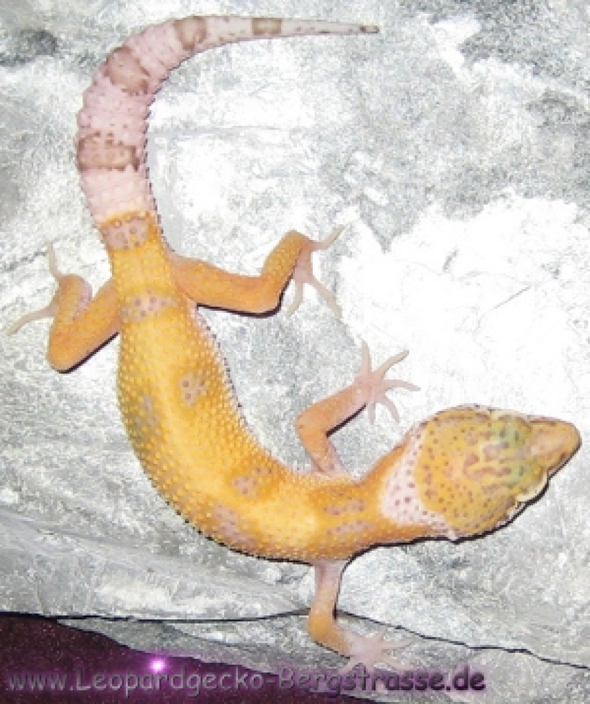 Leopardgeckos aus eigener Hobbyzucht abzugeben, PLZ 64625, versch. Farbformen - Gecko - Bensheim