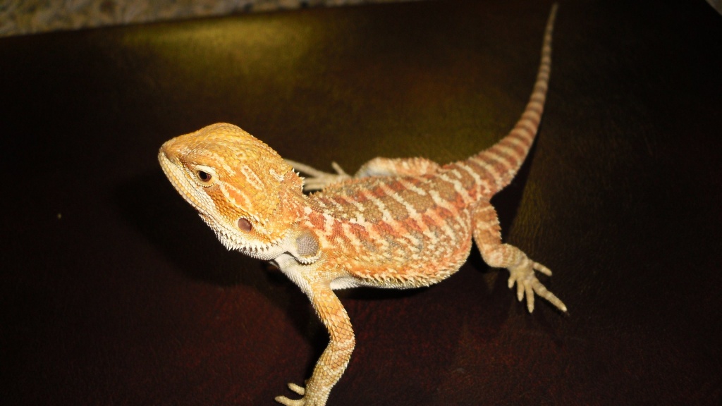 Farbbartagamen - Bartagame - Moers
