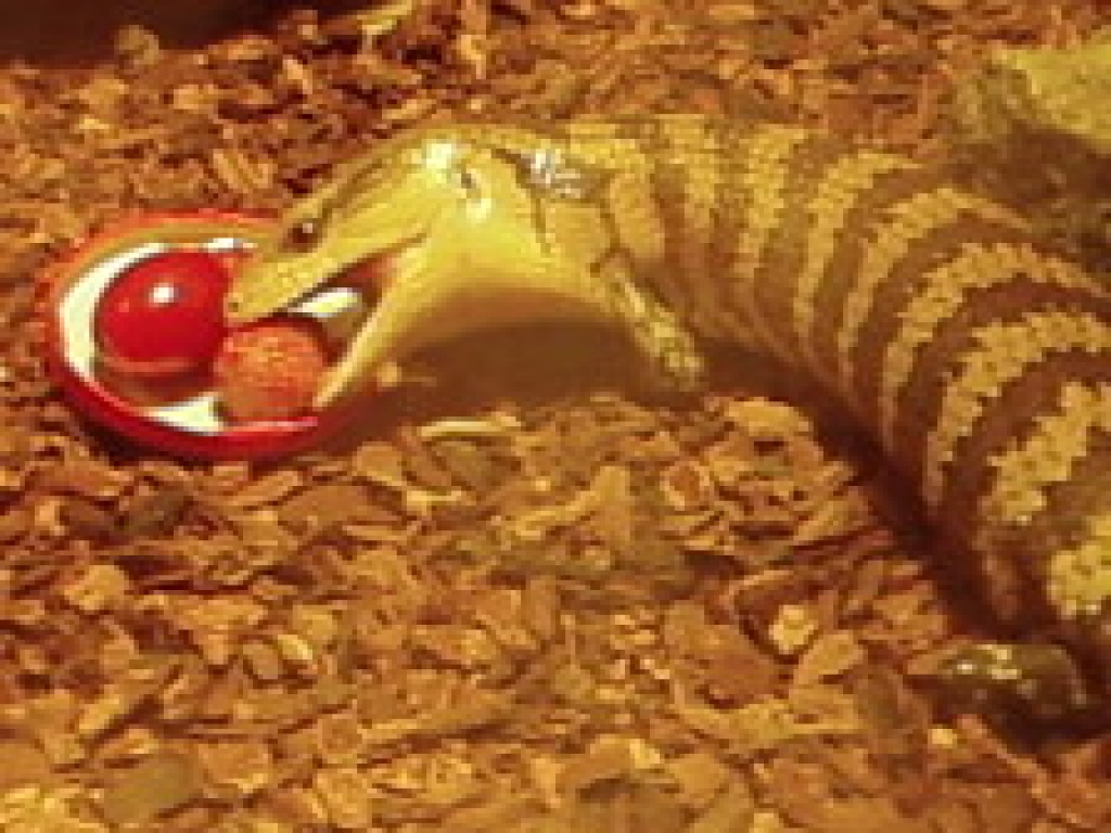 Blauzungen Skink - Echsen - Dasburg