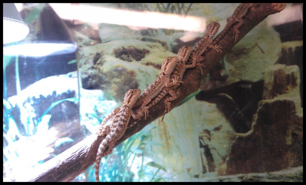 Junge Bartagame Nachzuchten abzugeben ! Pogona vitticeps - Echsen - Verl