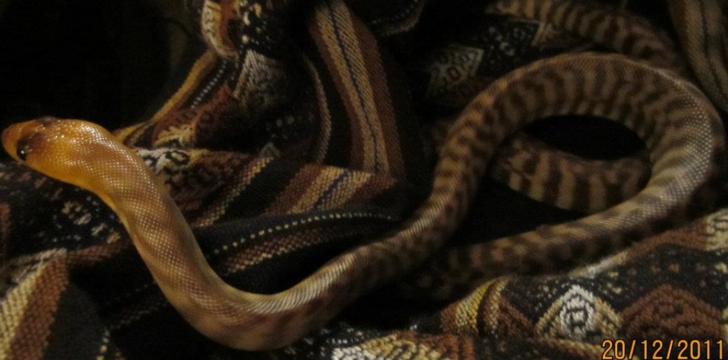 Woma Python ( Aspidites Ramsayi ) 1.0 DNZ 2021 - Schlangen - Puchheim