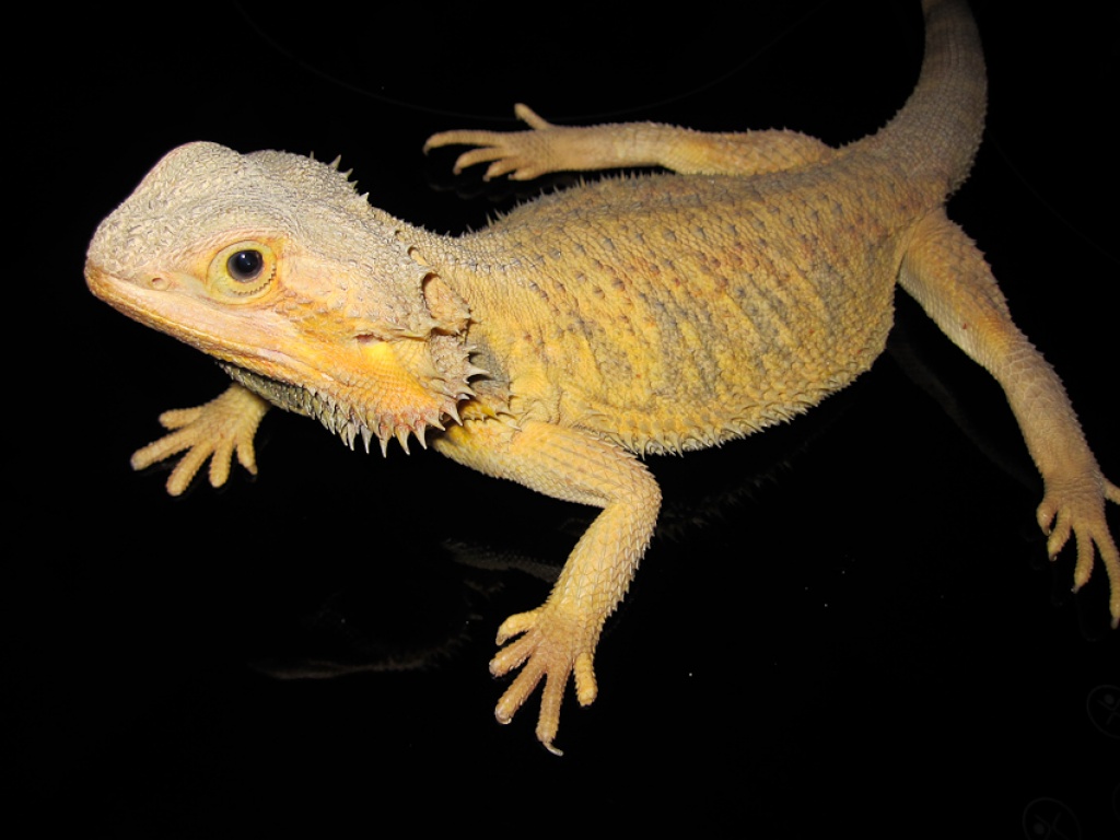 Colourdragons.at - Bartagamen, Zubehör, Terrarientechnik, Terras abzugeben! - Bartagame - Koblach