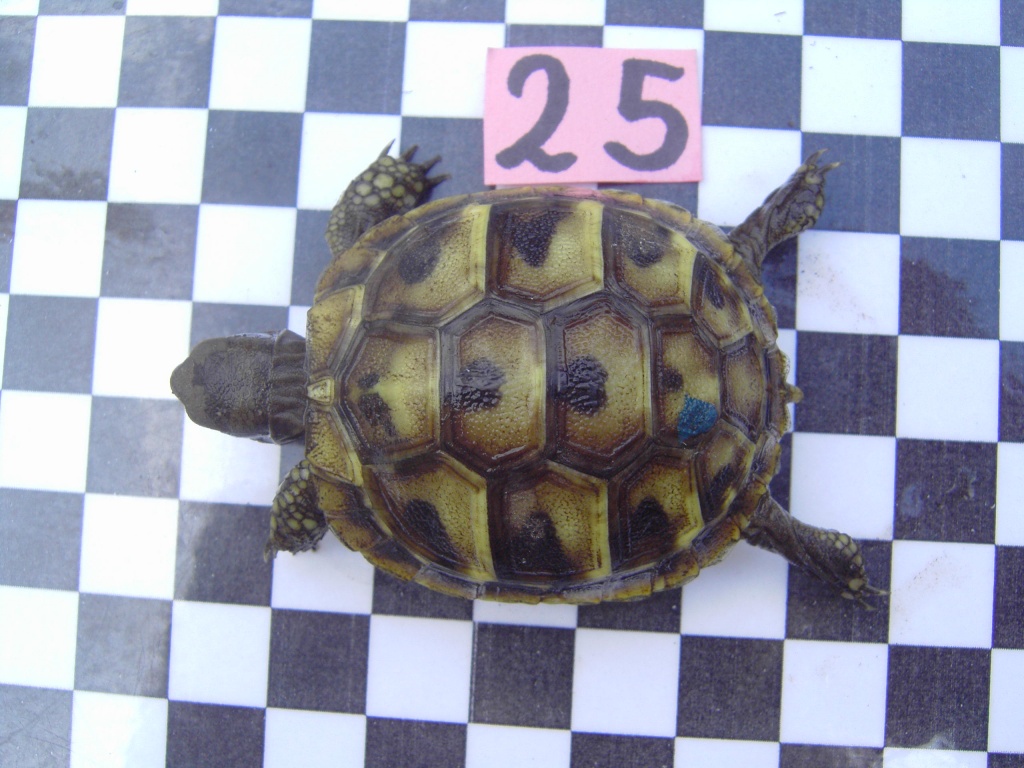 Landschildkröten von 2021 - Schildkroeten - Düsseldorf