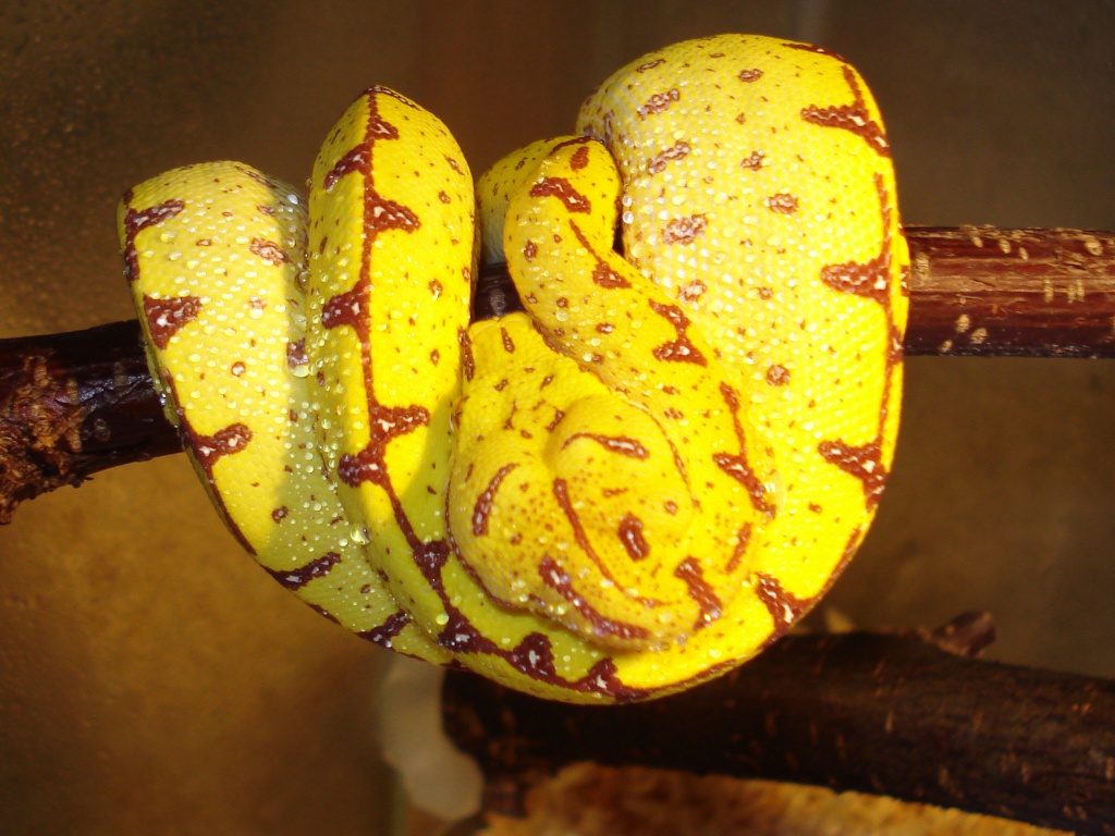 Morelia viridis - Schlangen - Berlin
