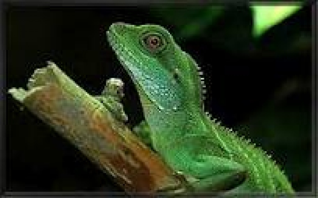 Wasseragame - Echsen - Eppelborn