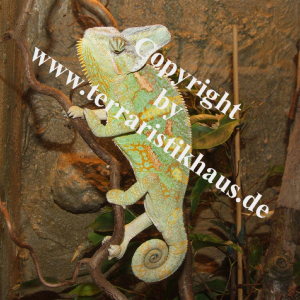 Jemenchameläons von 04/2011 - Chamaeleon - Hellenthal
